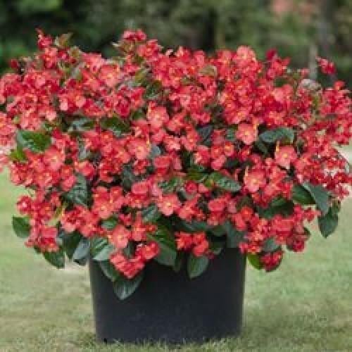 Семена цветов Бегония BIG DeluXX Red Green Leaf Benary 25 шт. (BN07310-3)