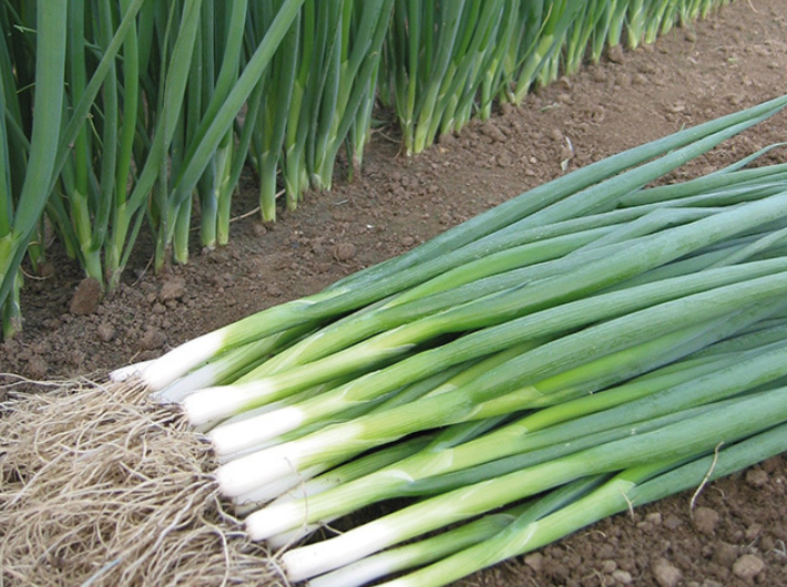 Семена лука Вулкан Kitano Seeds ТД Гекса-Украина 01-16-129 100г (IR02373)