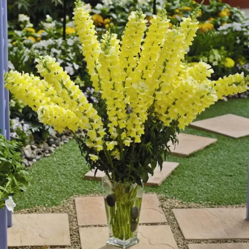 Семена цветов Львиный зев Opus III/IV Yellow Syngenta 500 шт. (BN00100 2)