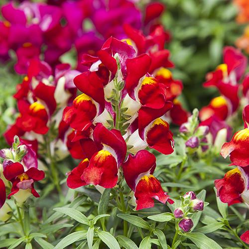Семена цветов Floranova Львиный зев Crackle&Pop Red Bicolour 500 шт. (BN07547-2)