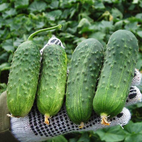 Семена Огірок Florium Регал F1 (4209)