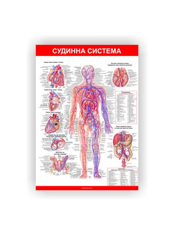 Плакат Vivay Сосудистая система 60х80 см (25698609)