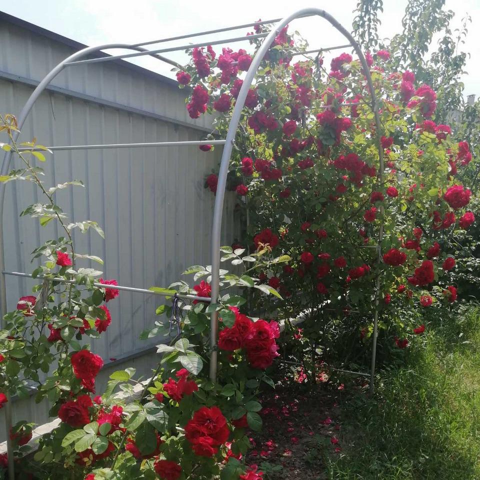 Опора для растений арка садовая 2800х2200х1000 мм d 24 мм/d 12 мм (АС-D24/D12-2800*2200*1000) - фото 6 Опора для растений арка садовая 2800х2200х1000 мм d 24 мм/d 12 мм (АС-D24/D12-2800*2200*1000) - фото 6