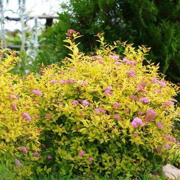 Саджанці спірея японська Spiraea japonica Gold flame у горщику 2 л - фото 5