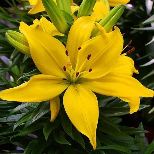 Лилия Florium Yellow County 10 шт. Желтый (18549)