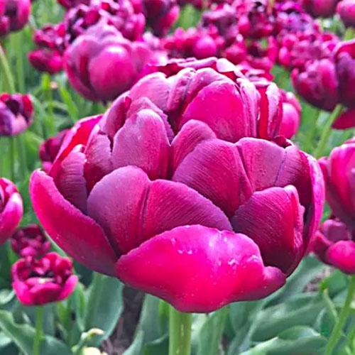 Тюльпан Florium ZW1 (18315)