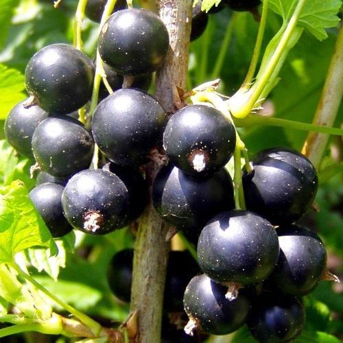 Саджанець смородини чорної Вернісаж (2090742595)