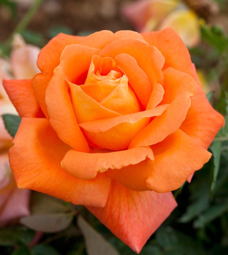 Роза Louis de Funes Чайно-гибридная в контейнере (2558767212)