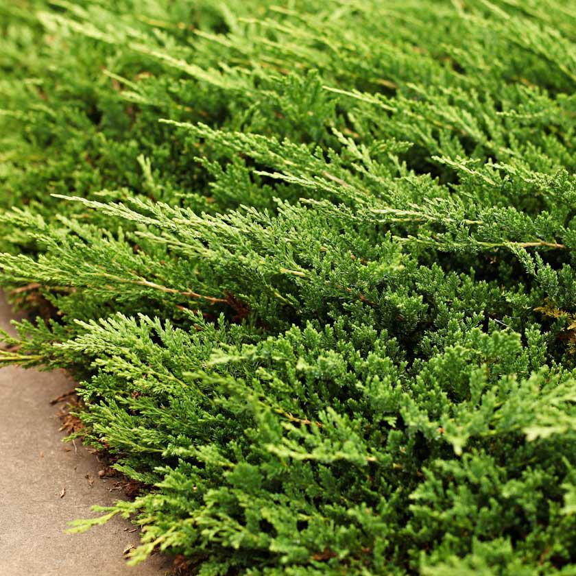 Саджанець ялівцю горизонтального Juniperus horizontalis Prince of Welles Р9 (644866251) - фото 3