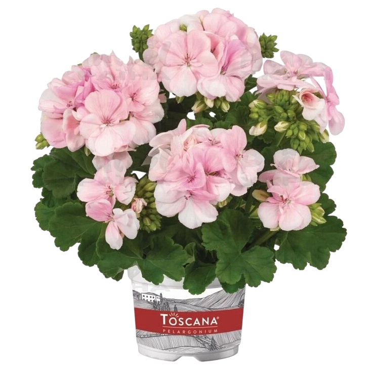 Пеларгония зонально Smart Light Pink саженец (26258465)