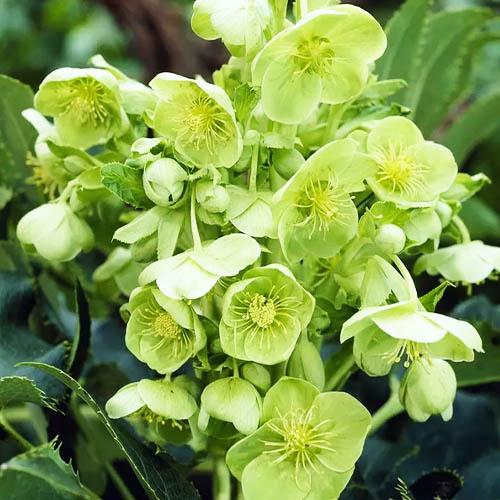 Морозник Florium Argutifolius (7058) - фото 2 Морозник Florium Argutifolius (7058) - фото 2