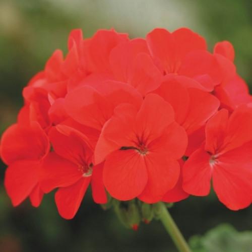 Насіння квітів Floranova Пеларгонія Horizon Deep Red 5 шт. (BN07716-4)