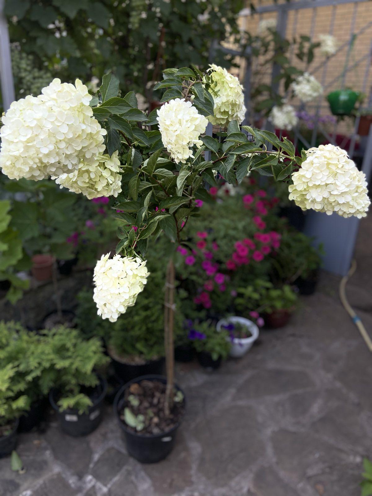 Саженцы гортензии 10 л 5-х лет штамб 140 см (28129228)