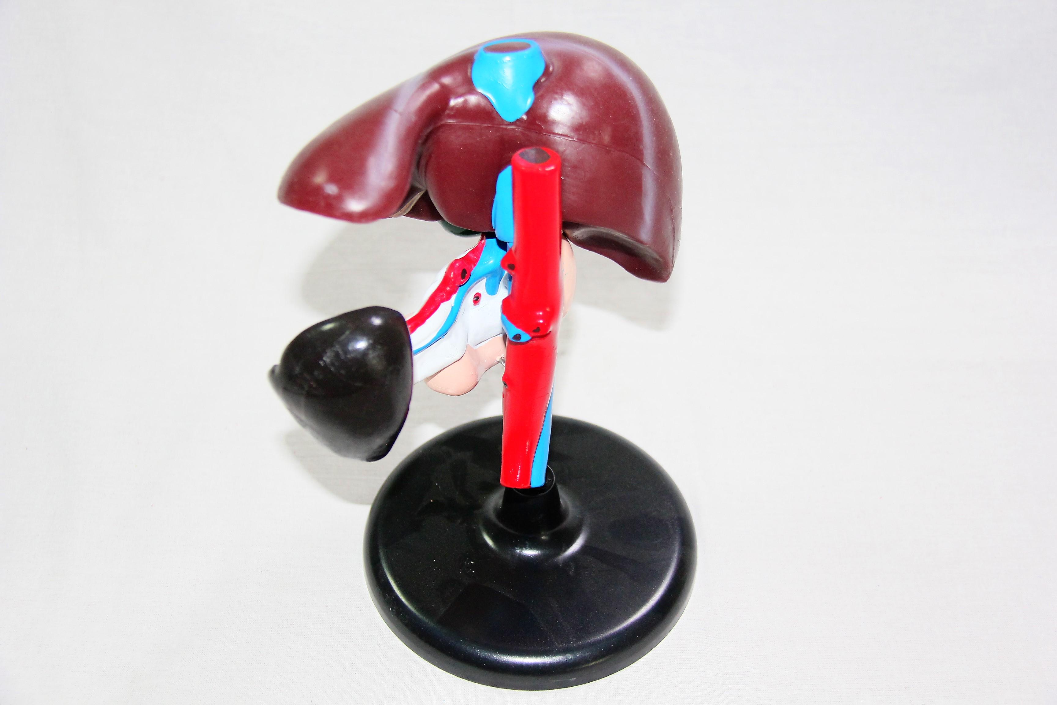 Макет Печінка людини Руді на підставці 25х18х16 см (Б016у) - фото 3 Макет Печінка людини Руді на підставці 25х18х16 см (Б016у) - фото 3