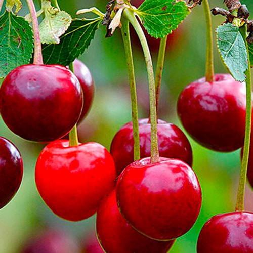 Сажанец Вишня Кришана летний сорт ранний срок созревания (23658)