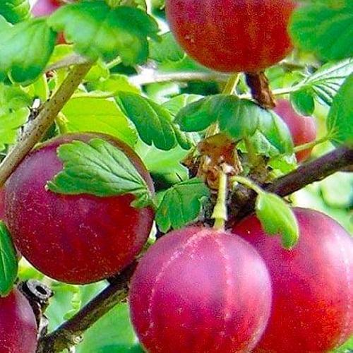 Сажанец Крыжовник Хиннонмаки Рот Hinnonmaki Rot средний срок созревания морозоустойчивый сорт (19911) Сажанец Крыжовник Хиннонмаки Рот Hinnonmaki Rot средний срок созревания морозоустойчивый сорт (19911)