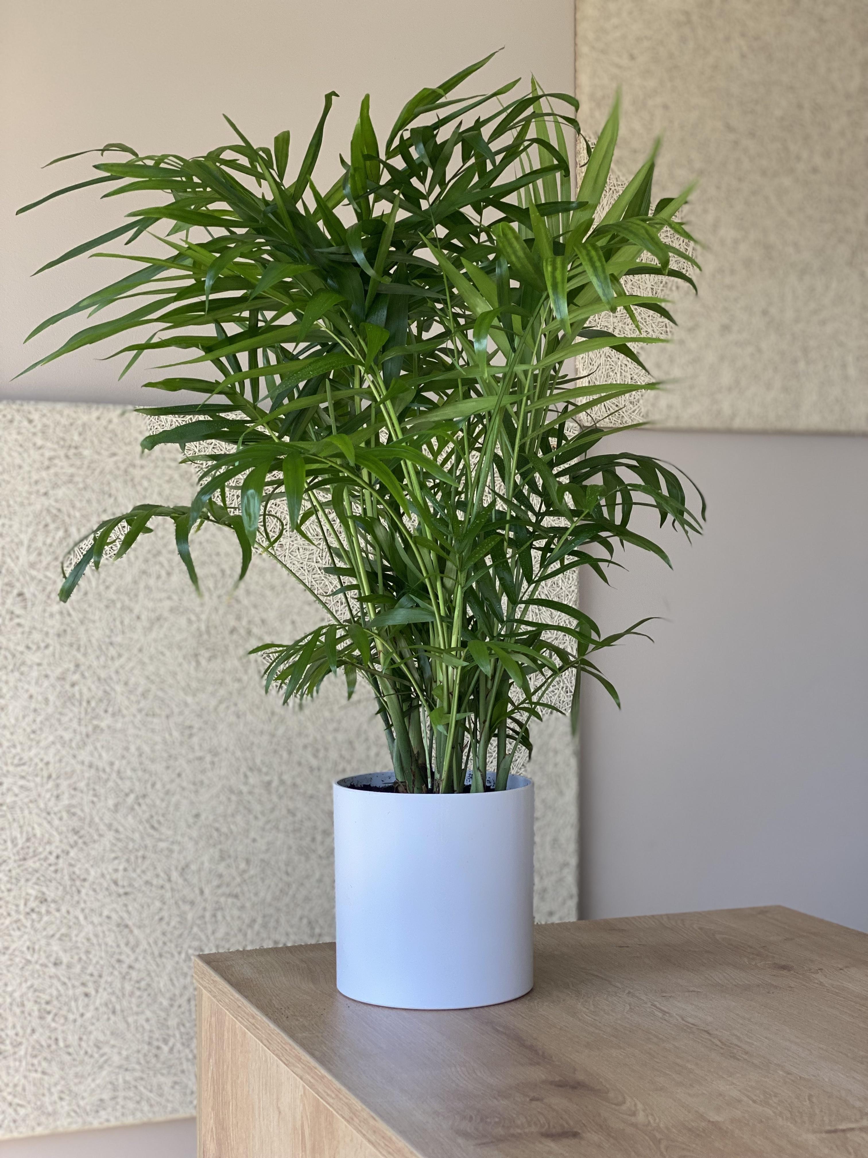 Пальма Хамедорея Елегантна 50 см (29503239)