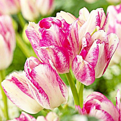 Тюльпан Florium Dream Club (17908) Тюльпан Florium Dream Club (17908)