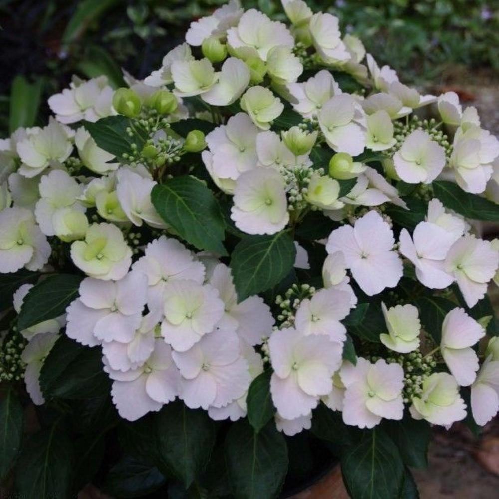 Гортензия ампельная Невеста Беглеца С2 (2669489583) - фото 6