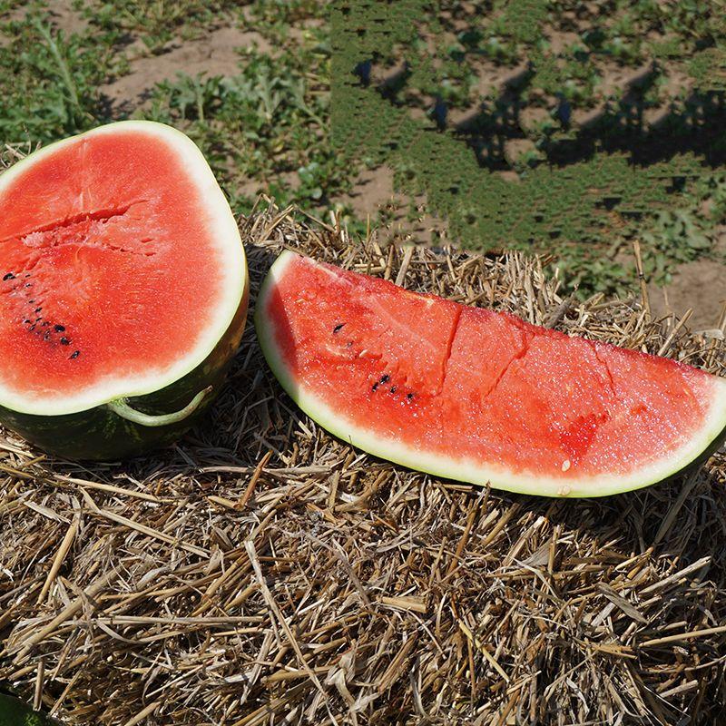 Насіння Кавун Syngenta MIRSINI F1 1 000 шт. (2289699479)