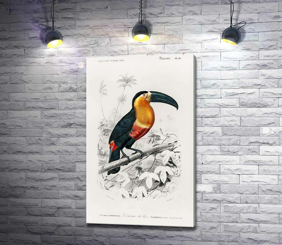 Картина ArtPoster Золотая грудь черного тукана 80x130 см Модуль №1 (003504)