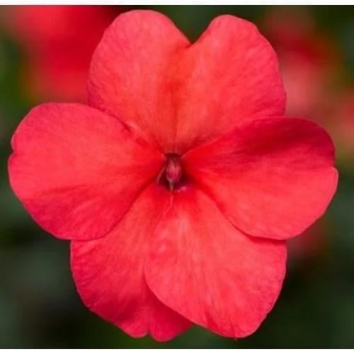 Семена цветов Бальзамин Imara XDR Salmon Shades Syngenta 100 шт. (BN09911-3)