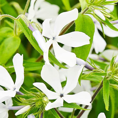 Флокс Florium Florium White Perfume растопыренный (15099)