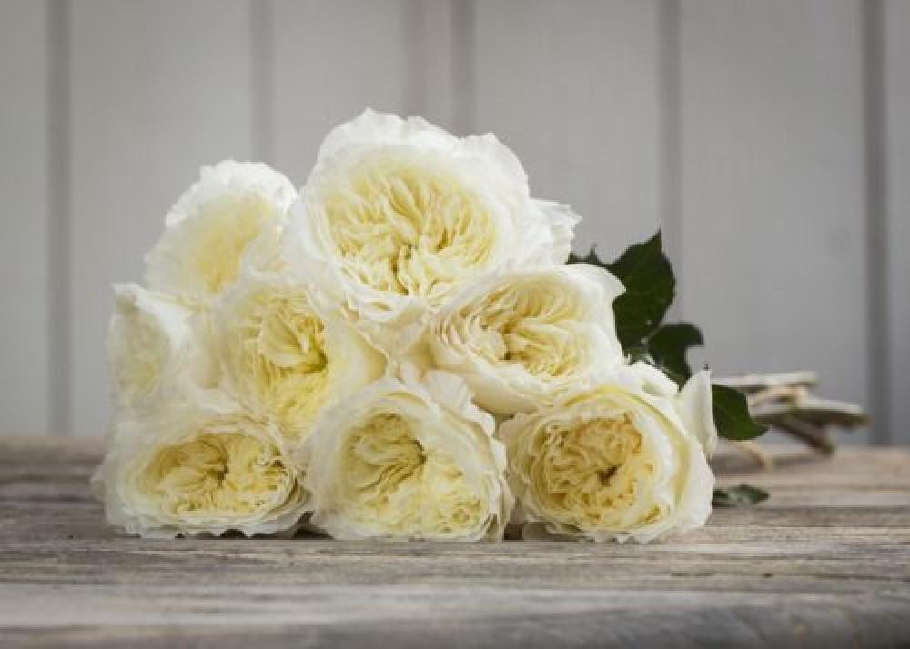 Роза английская Velet Patience в контейнере (2558773046) - фото 3 Роза английская Velet Patience в контейнере (2558773046) - фото 3