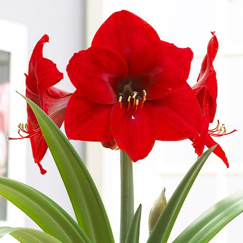 Амариллис Florium Red Lion (4157) - фото 2 Амариллис Florium Red Lion (4157) - фото 2