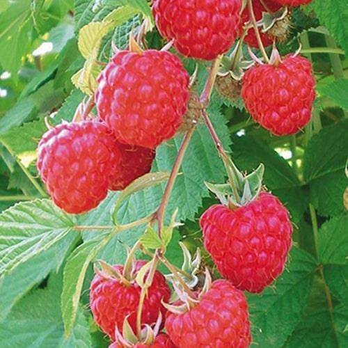 Сажанец Малина Глен Ампл укорененная в контейнере бесшипый сорт (152644)