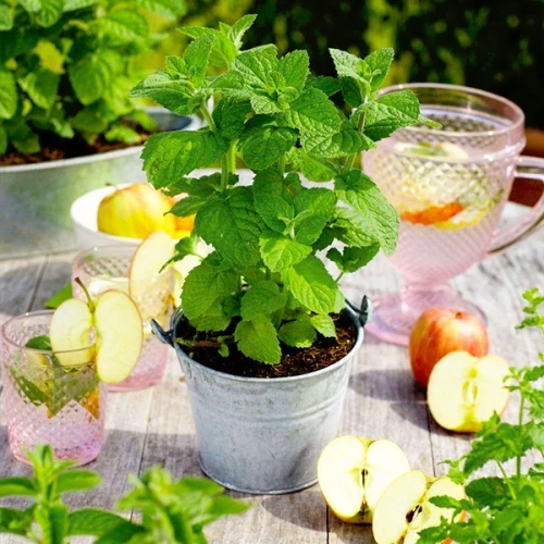 Саженцы корневище Мята яблочная контейнер 0,5 л