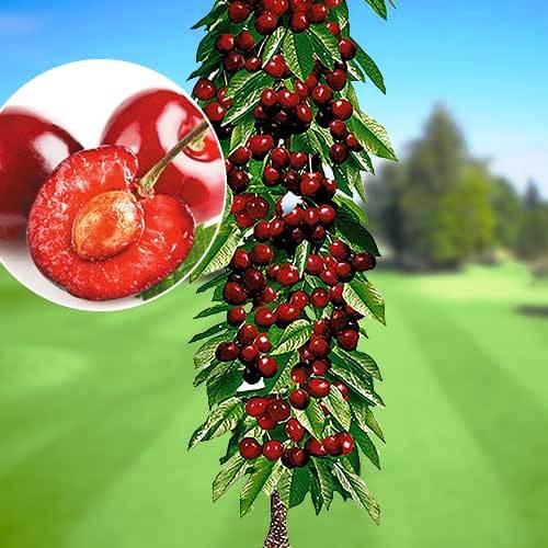 Саженец черешни Колонновидной Квин Мэри среднего срока большая (1023915972) - фото 3