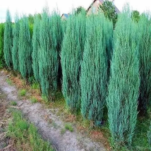 Саженцы Можжевельника скального Блю Арроу в горшке Juniperus scopulorum Blue Arrow 0,5 л
