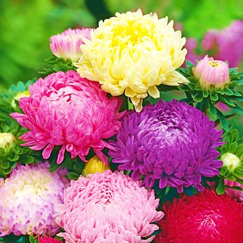 Семена Астра Florium Дюшес смесь (6065)