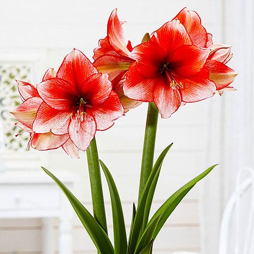 Амариллис Florium Stardust (17957)