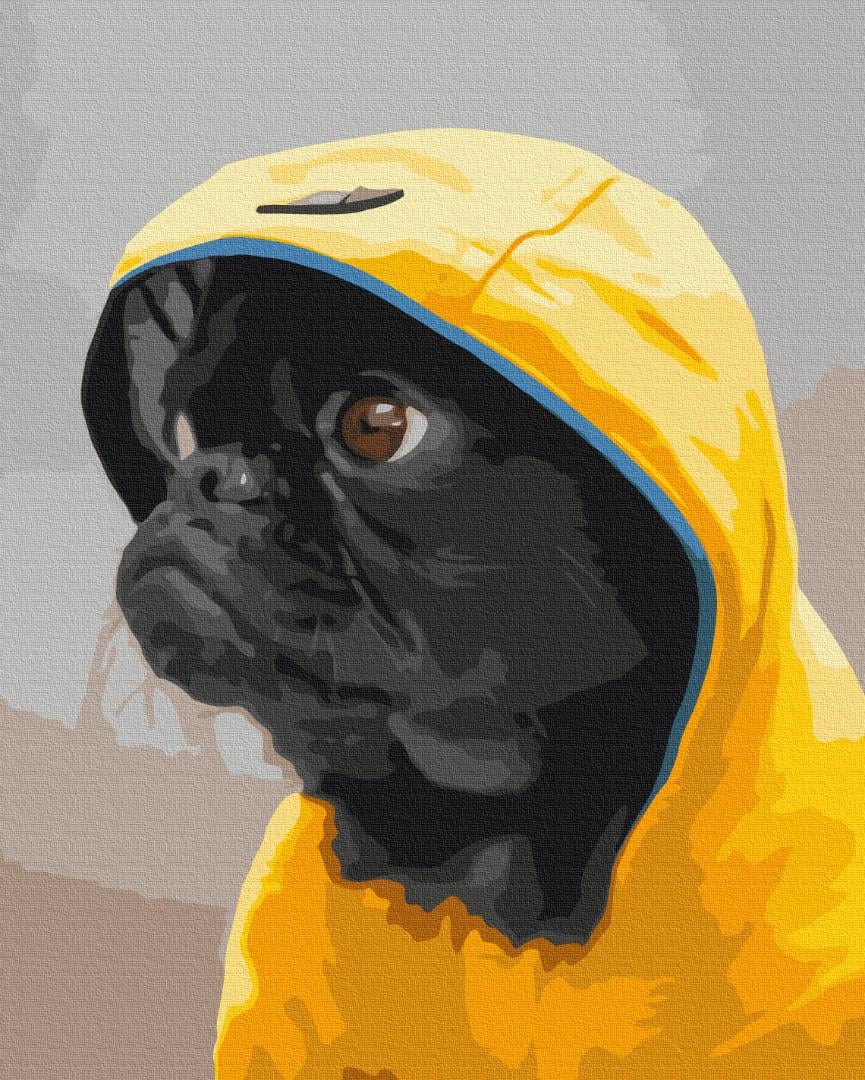 Картина по номерам Brushme Мопс в худи 48x60 см (BS52614L)