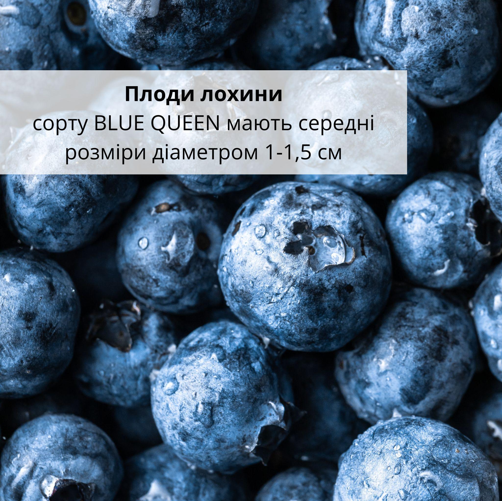 Саджанець лохини сорту Blue Queen 2 роки 45-60 см (10230233) - фото 3