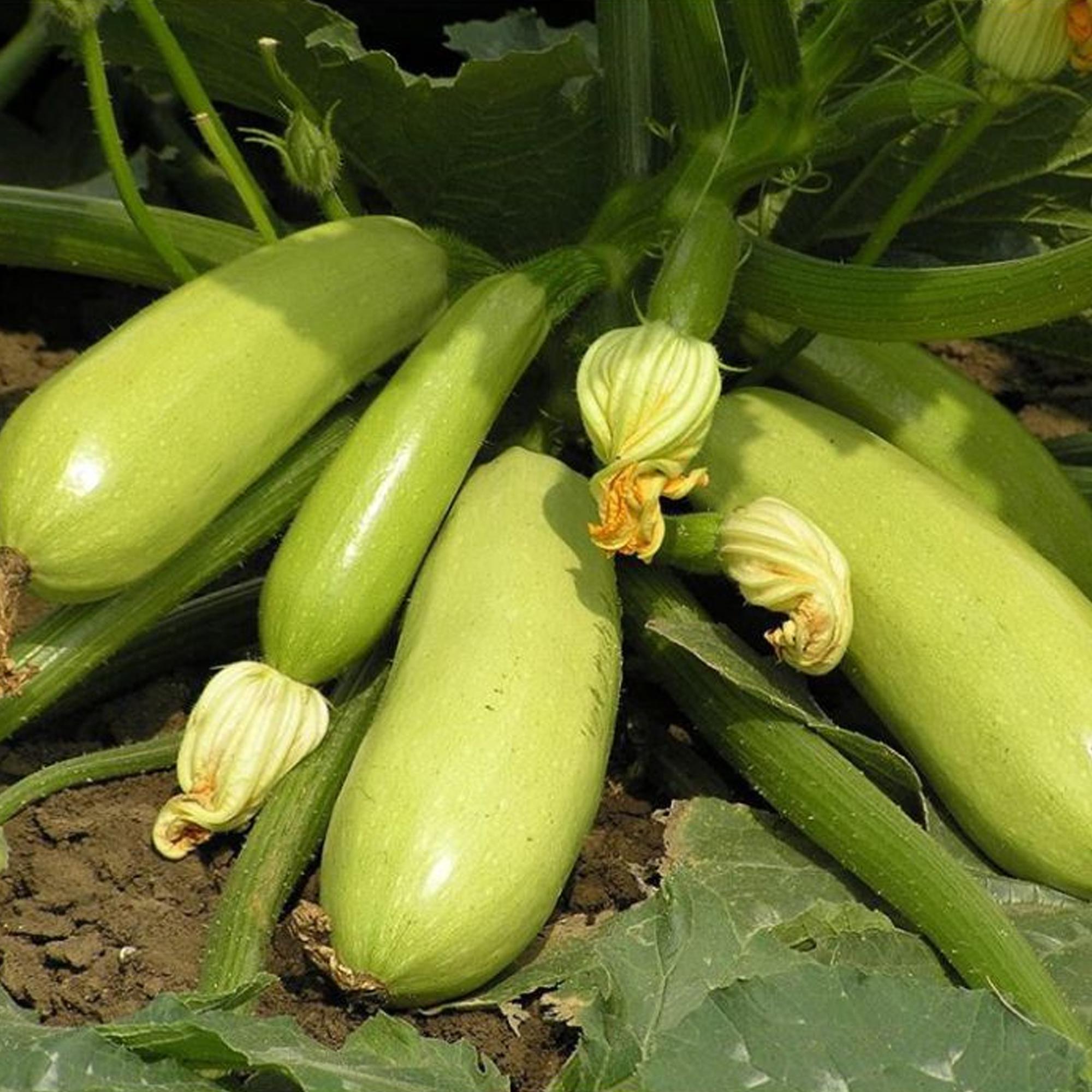 Семена кабачку Seminis Искандер F1 250 шт. (K2-250)
