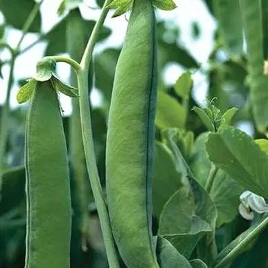 Семена Горох Syngenta HRUNDI 100 000 шт. (2289426929.5)