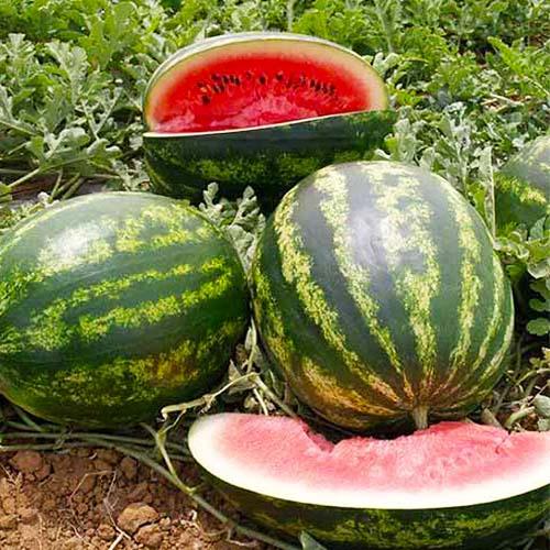 Семена Кавун Florium Смарагд F1 (10056) - фото 2