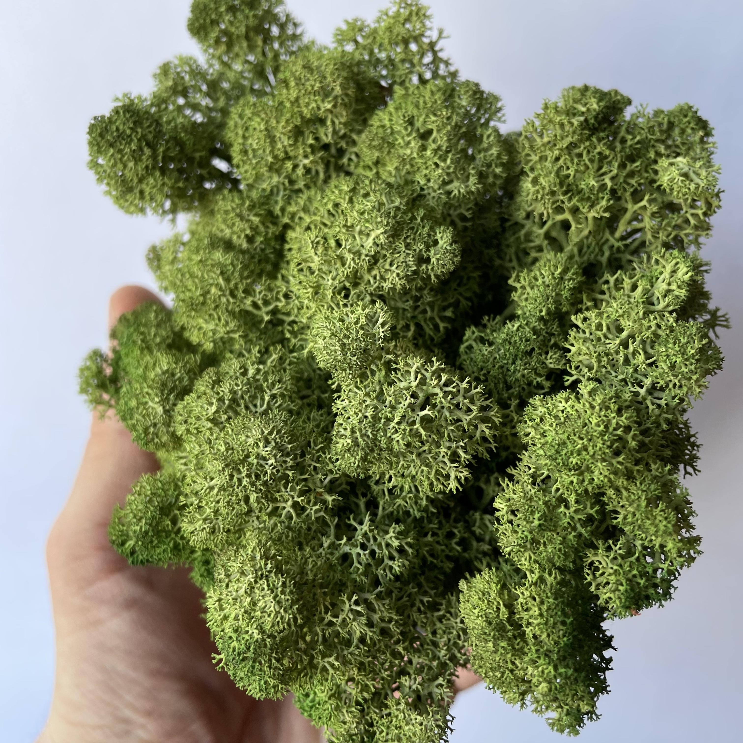 Стабілізований мох норвезький ягель 2 кг Зелений дуб (27323056) - фото 7 Стабілізований мох норвезький ягель 2 кг Зелений дуб (27323056) - фото 7