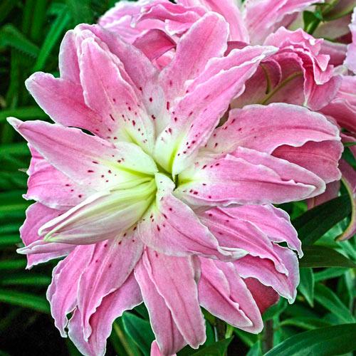 Луковицы цветов Лилия махровая Лотус Джой Lotus Joy 3 шт. (38283297)