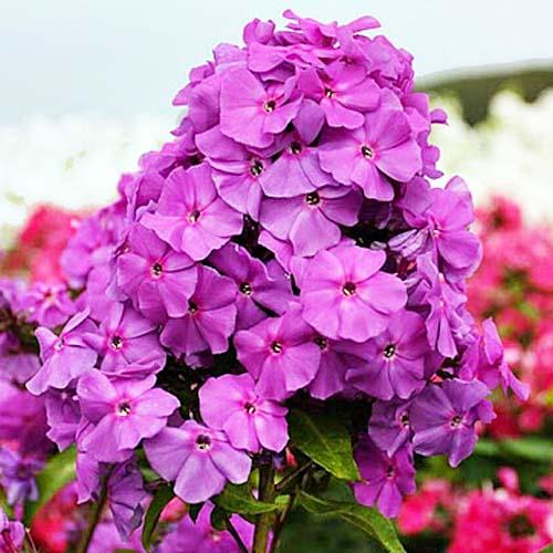 Флокс Florium Amethyst (4056)