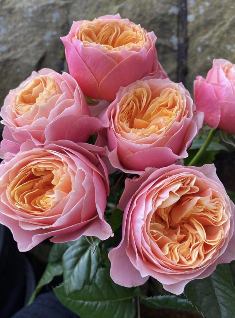 Роза Velet Vuvuzela Classic Чайно-гибридная в контейнере (2669429332) - фото 2