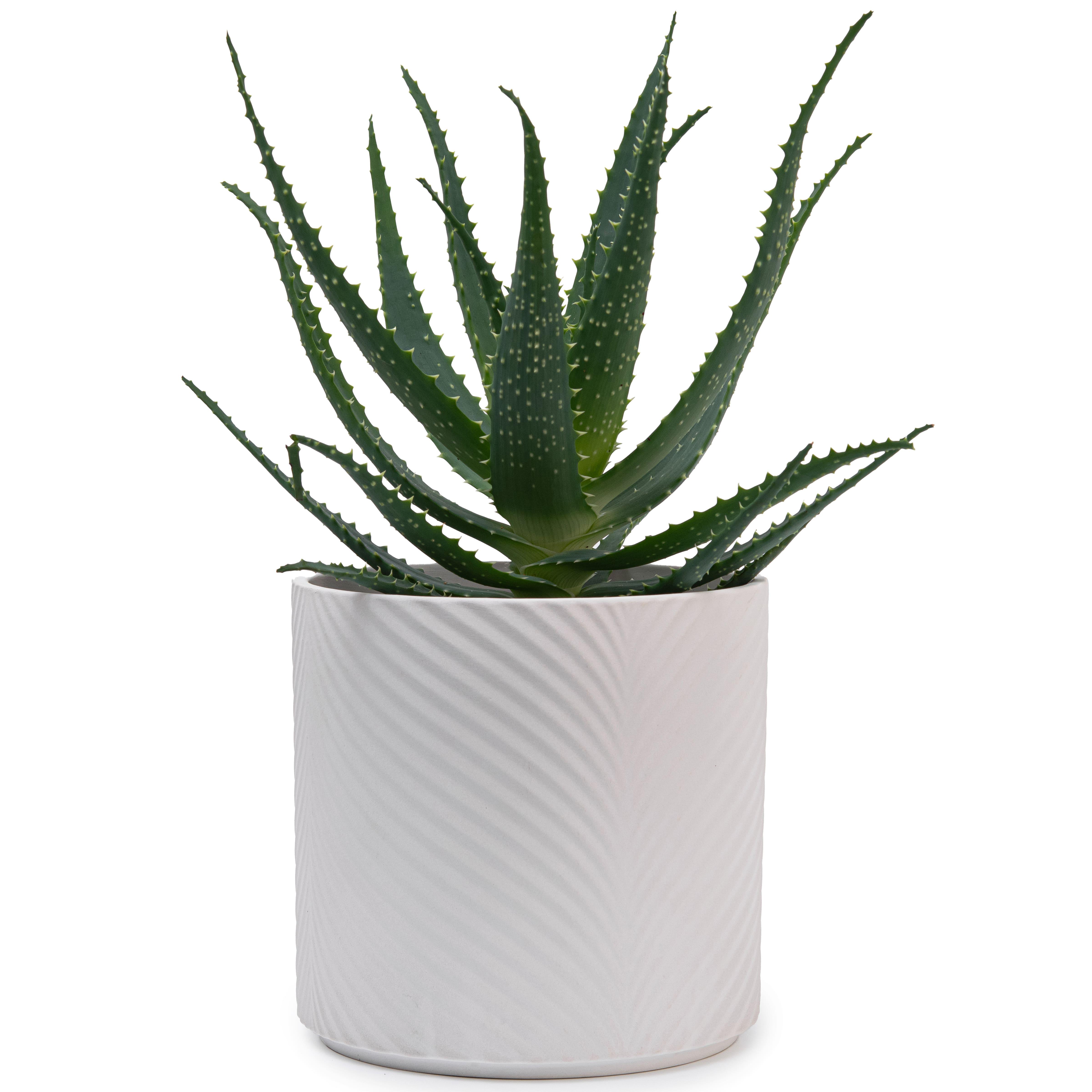 Набор кашпо для цветов керамические elemi Листок круглый 1,3 л/2,3 л/4,5 л Белый (УТ-00094683) - фото 12