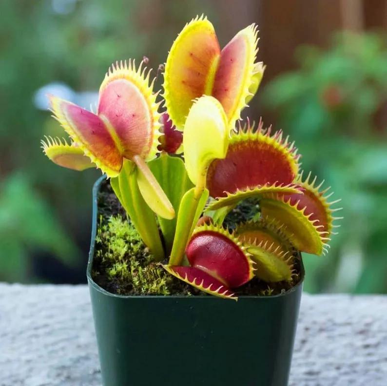 Насіння Венерина Мухолівка хижа рослина Dionaea muscipula 10 шт. - фото 4 Насіння Венерина Мухолівка хижа рослина Dionaea muscipula 10 шт. - фото 4