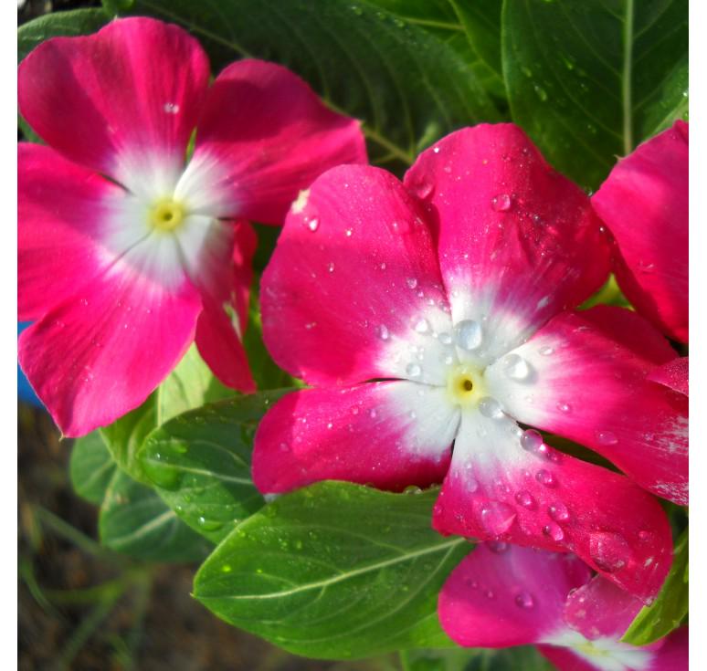 Семена Катарантус ампельный Mediterranean Rose Halo ТД Гекса-Украина 02-01-358 100 шт. (IR003242)