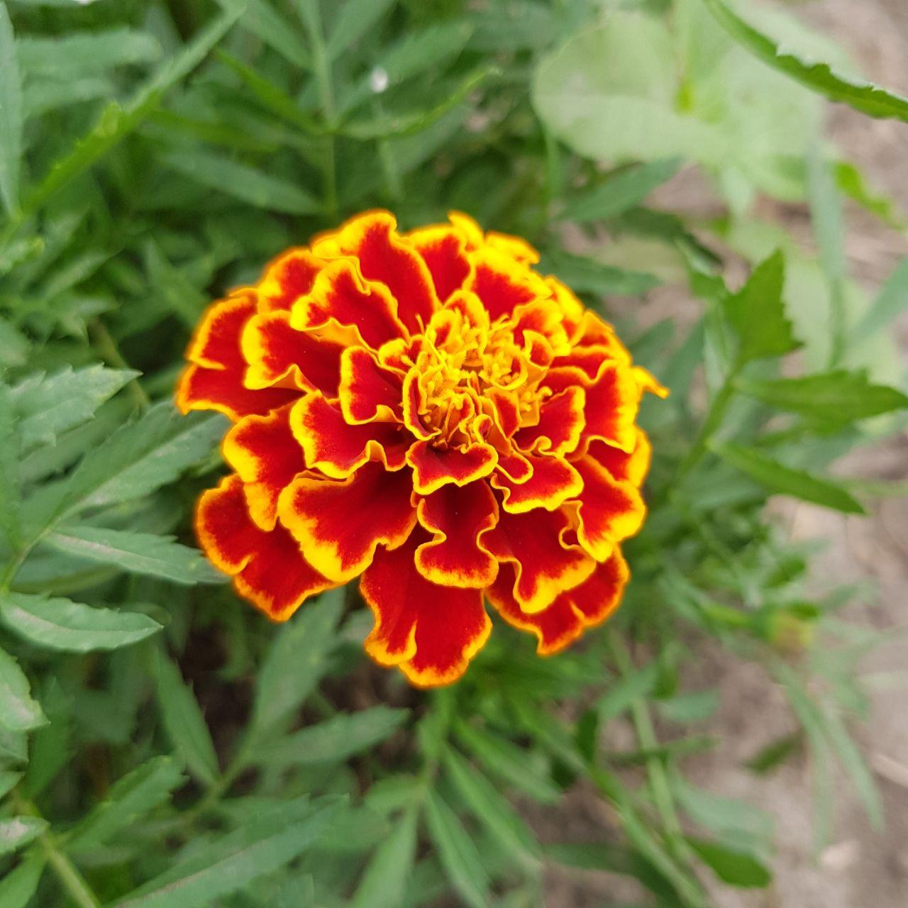 Насіння Чорнобривці розлогі Медові Соти 3 г (2894123103)