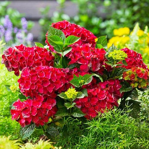 Гортензия Florium Teller Red Bull (17359)