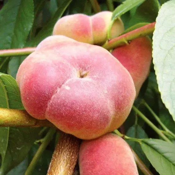 Саджанець персика Світ Рінг Ранній сорт Інжирний (2077024839)